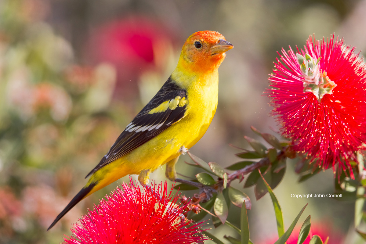 One;Piranga ludoviciana;Tanager;Western Tanager;avifauna;bird;birds;color image;color photograph;feather;feathered;feathers;feeding;foraging;natural;nature;outdoor;outdoors;portrait;wild;wilderness;wildlife